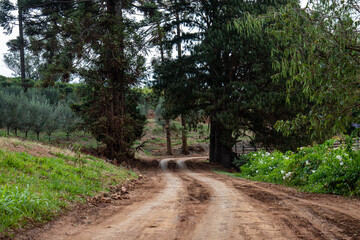 estrada de terra na mata com arvores, flores e mata nativa