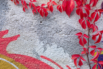 Colorful wall with red autumn ivy leaves in the park. Close up