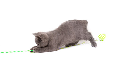 A gray kitten playing with a toy on a white background, isolated