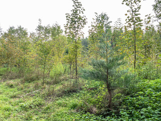 Obraz premium Wiederaufforstung im Mischwald 