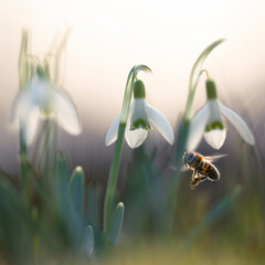 bee and snow drops