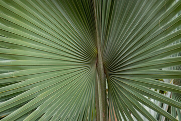detalhe da folha de palmeira de bismarck ou bismarckia nobilis