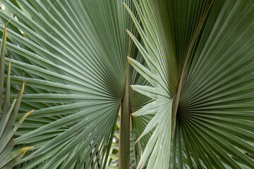 detalhe da folha de palmeira de bismarck ou bismarckia nobilis