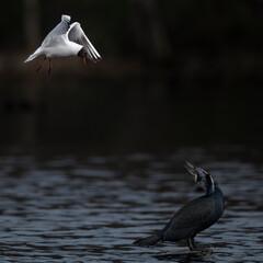 Black-headed gull and great cormorant