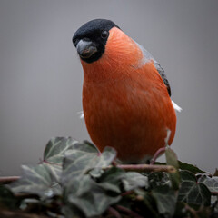 Bullfinch