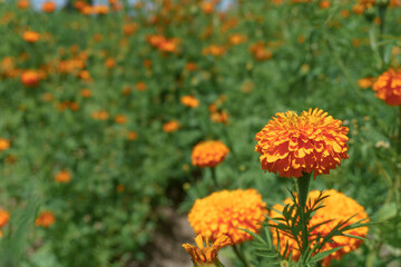 Traditional cempasuchil ( marigold ) flowers used for traditional "ofrenda " in mexico