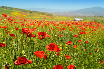Blooming poppies in a field with farm buidling at the background. Papaver flowers contain opiates and are often used for the production of narcotic drugs