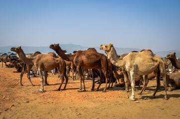 Camels at Pushkar Camel Fair (Pushkar Mela) in Pushkar, Rajasthan, India