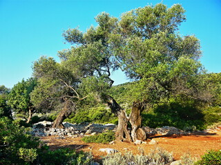 Greece, the island of Ithaki -view on the old olive tree
