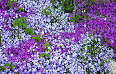 Obraz premium View of the flowers of the awl-shaped groundcover phlox of different shades.