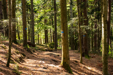 Fototapeta premium Sentier de forêt à l'automne