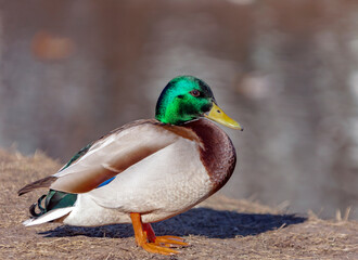 Obraz premium Mallard duck's drake in the mating color sits on the shore of the reservoir.