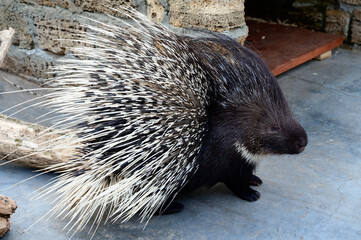 porcupine prickly animal with needles on its back, a resident of the zoo.