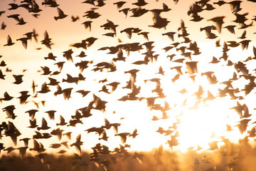 Fototapeta na wymiar Common starling