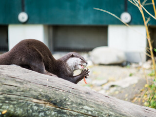 Otter at the zoo in Vienna