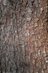 bark of brown tree in the sun, background
