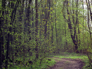 Fototapeta premium The road in the forest, the best background