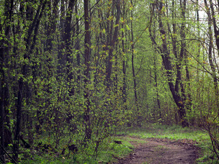 The road in the forest, the best background