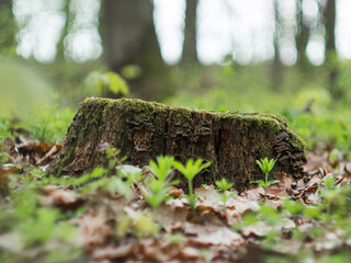 Old forest stump overgrown with moss
