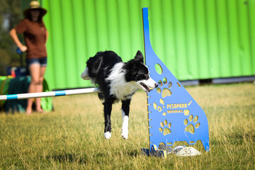 border collie is jumping over the hurdles. Amazing day on czech agility privat training - obrazy, fototapety, plakaty