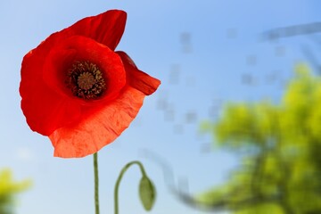 Obraz premium Poppy red flowers in garden, early spring on a warm sunny day, against a bright blue sky.
