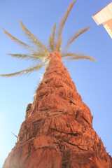 Palm tree on blue sky