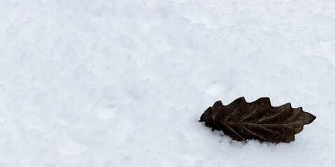 Fototapeta na wymiar Dried oak leaf on fresh snow on the ground. Snowy winter copy space with leaf.