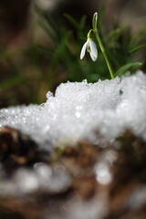 Schneegl&ouml;ckchen Fr&uuml;hlingsbote im Garten