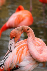 Phoenicopteriformes - flamingo bird cleaning its feathers.
