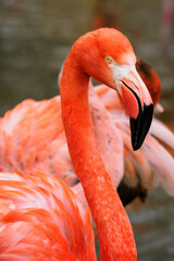 Phoenicopteriformes - flamingo bird in detail on the head.
