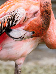 Phoenicopteriformes - flamingo bird cleaning its feathers.