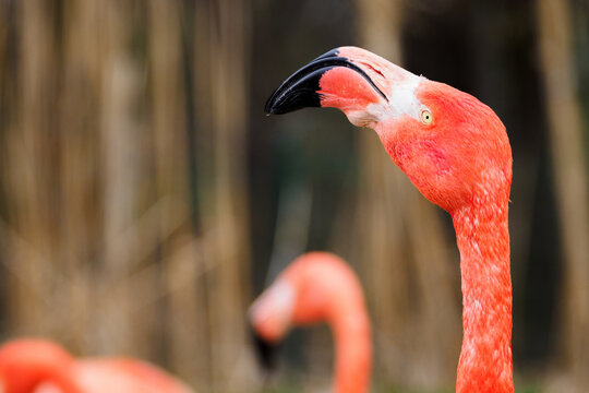 Phoenicopteriformes - flamingo bird in detail on the head.