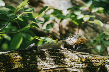 Lesser Antillean Green Iguana on Chancel Island - Martinique