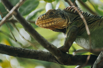 Lesser Antillean Green Iguana on Chancel Island - Martinique