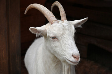 A cute goat with white fur and yellow horns poses in a closed enclosure on a farm. 