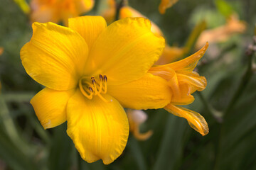 Yellow lily rising from its stalk during the summer to complete its journey