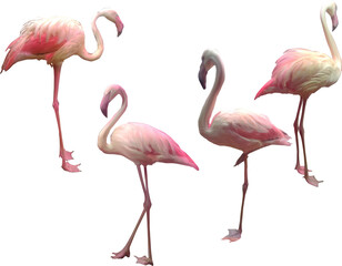 four pink flamingo group on white - obrazy, fototapety, plakaty