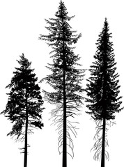 three fir tree black silhouettes on white