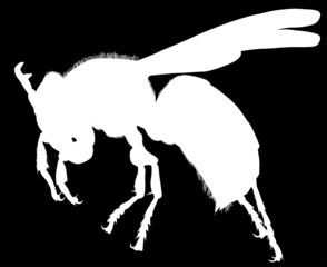 large wasp white silhouette isolated on black