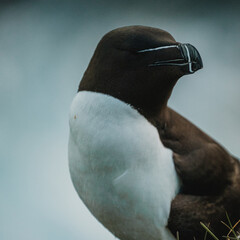 Razorbill on Latrabjarg Cliffs in Westfjords of Iceland 