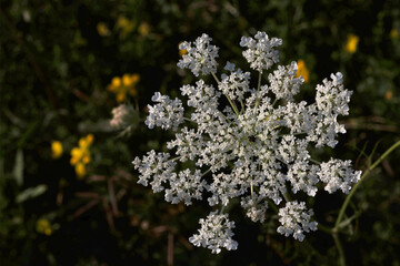 A wildflower cluster in full bloom in the evening summer sun