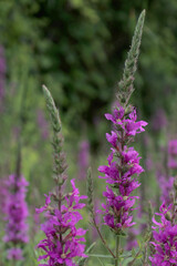 Pink wildflowers in focus with tall buds that will turn into flowers soon