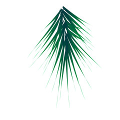 Obraz premium Green lush spruce branch. Fir branches clipart vector illustration