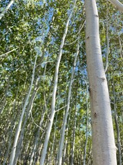 Fototapeta premium aspen grove