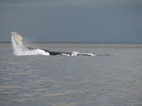 Whale Spotting In Alaska