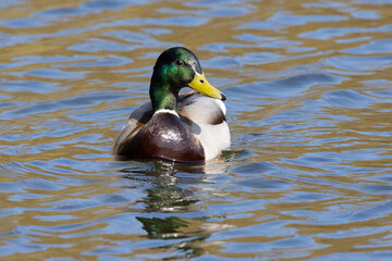 Portrait of male wild duck (Anas platyrhynchos) swimming in a pond