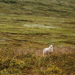 Obraz premium Lamb in the mountain icelandic meadow 