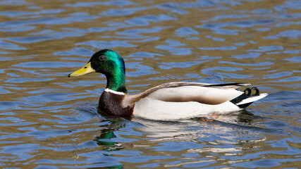 Portrait of male wild duck (Anas platyrhynchos) swimming in a pond