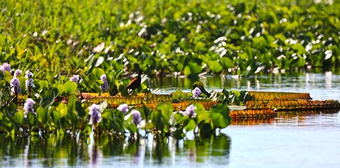 Pantanal MS -  Brasil