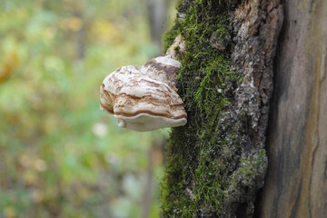 Wood mushroom